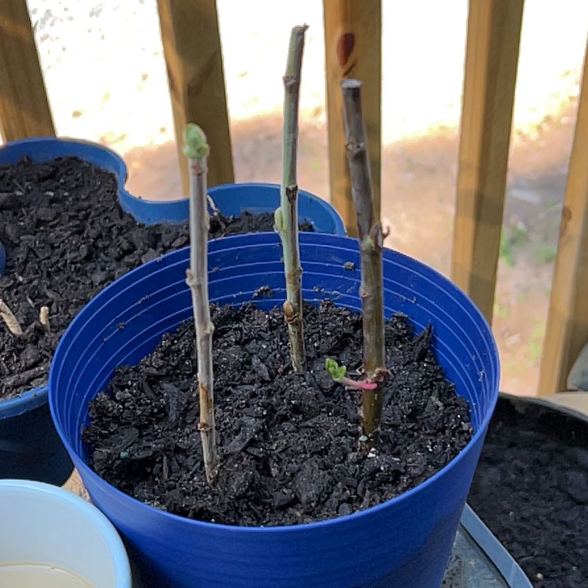 Photo of the plant species Pink Pussy Willow by @CleanDyebush43 named Wall-E on Greg, the plant care app