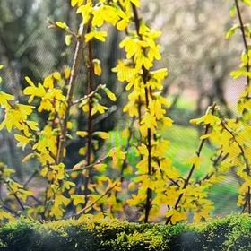 Photo of the plant species Border Forsythia by @CleanDyebush43 named Yellow Bush on Greg, the plant care app
