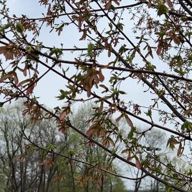 Photo of the plant species almond tree by @CleanDyebush43 named McKinley on Greg, the plant care app