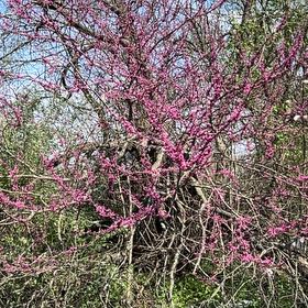 Photo of the plant species Western Redbud by @CleanDyebush43 named Duke on Greg, the plant care app