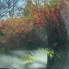 Photo of the plant species Winterberry by @CleanDyebush43 named Kylie on Greg, the plant care app