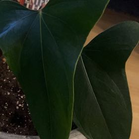 Photo of the plant species Anthurium Nigrolaminum Gigi by @BigViolet76 named Quito on Greg, the plant care app