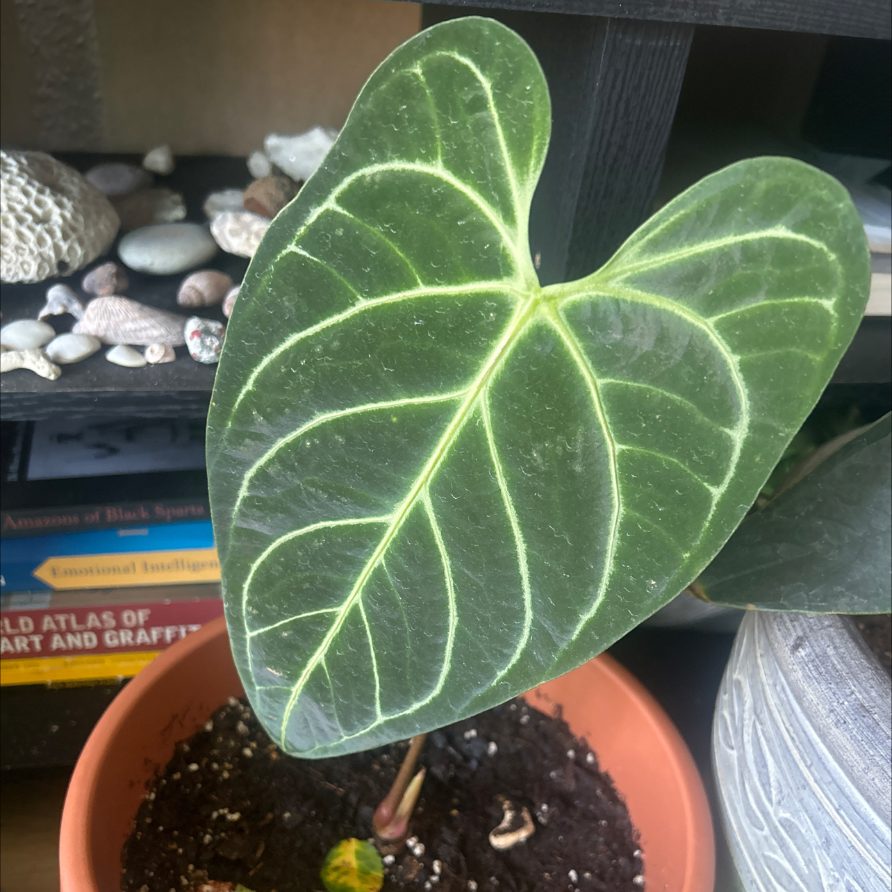 Photo of the plant species Anthurium regale by @BigViolet76 named Machu pichu on Greg, the plant care app