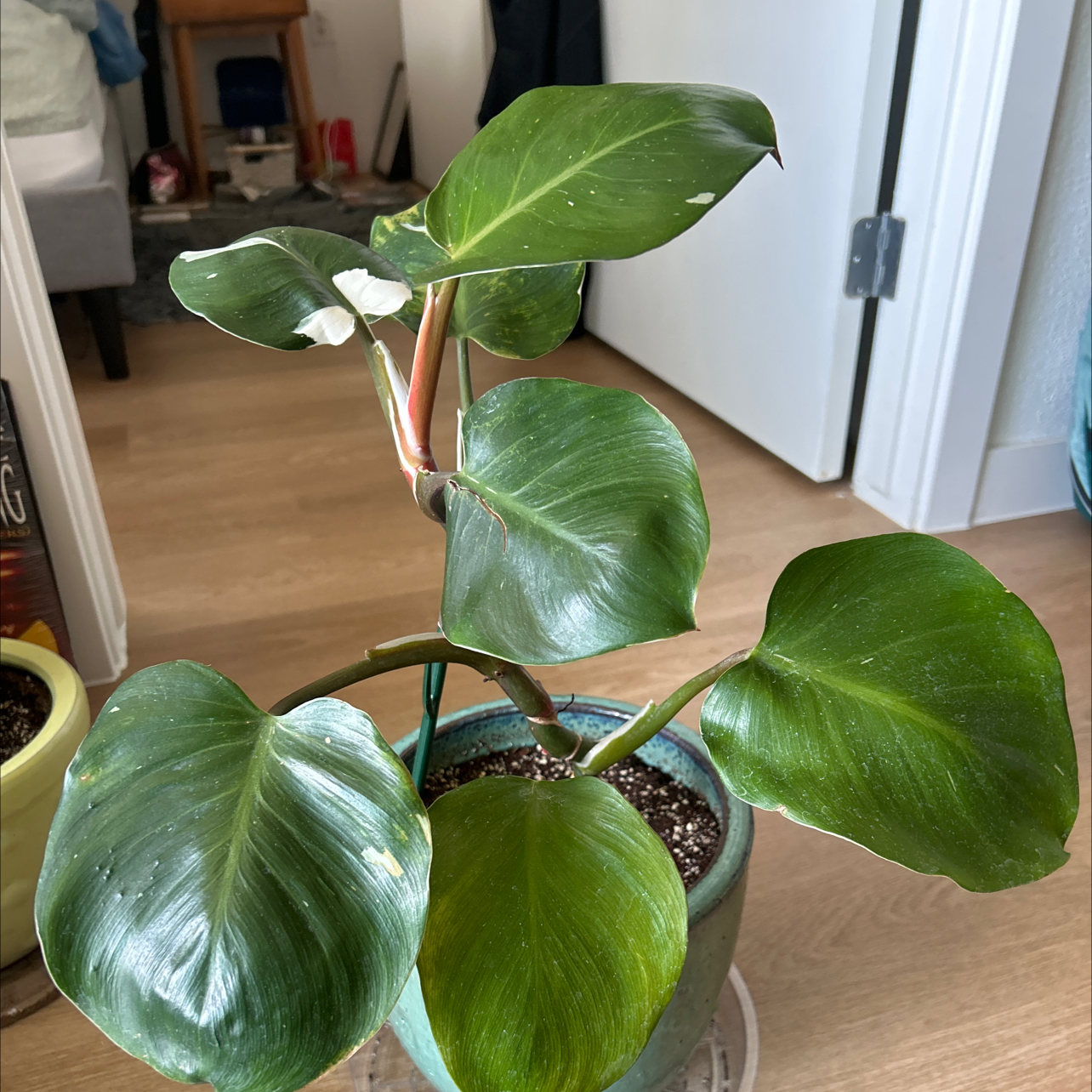Photo of the plant species philodendron white princess by @BigViolet76 named Fiona on Greg, the plant care app