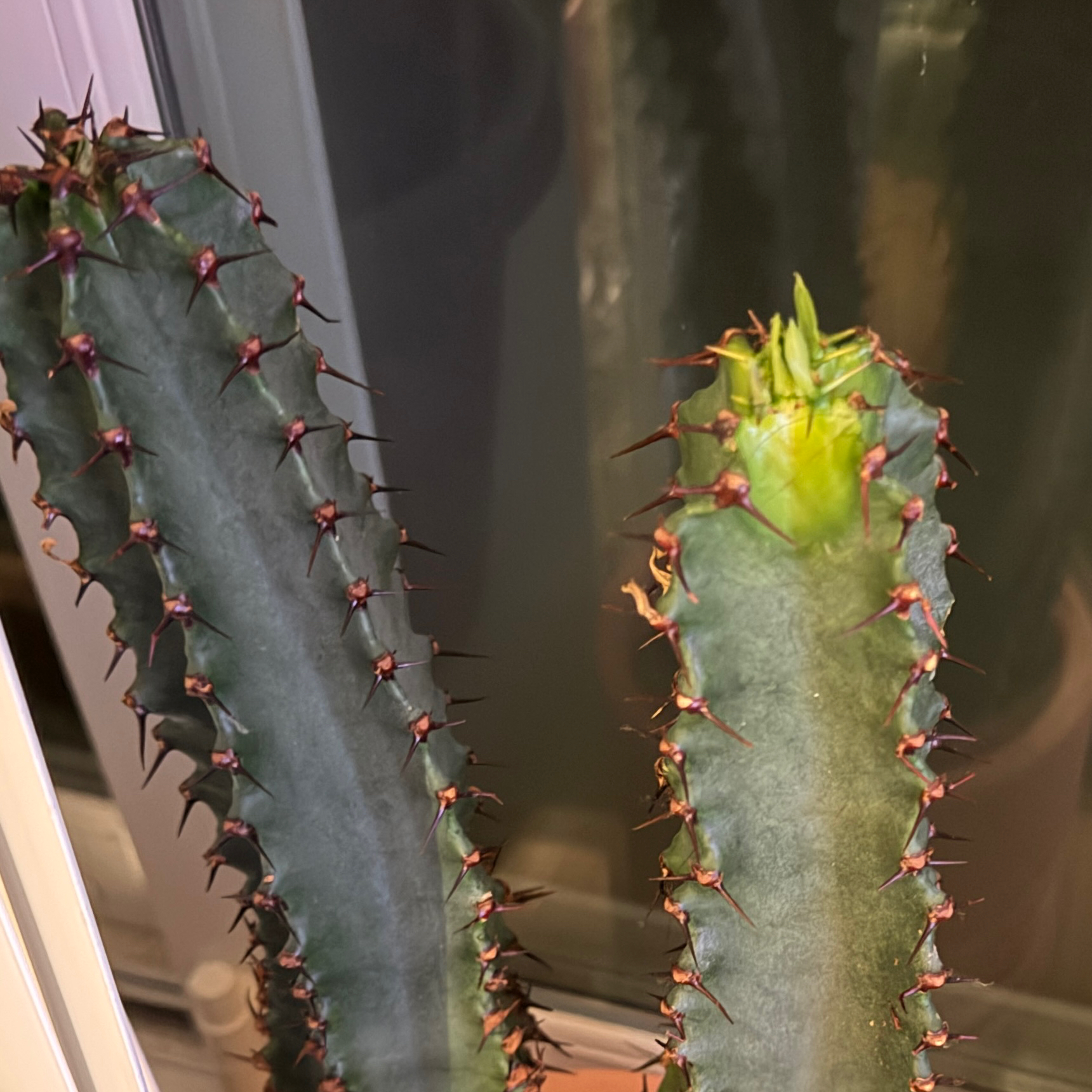 Photo of the plant species Euphorbia ingens 'Chocolate Drop' by @BigViolet76 named Shayo on Greg, the plant care app