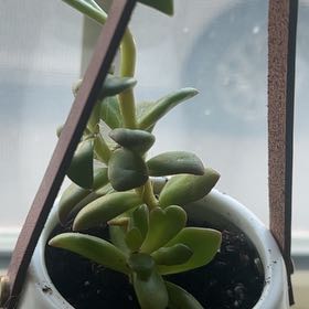 Photo of the plant species Mimicry Plant by @GrownRadish10 named Ronaldo on Greg, the plant care app