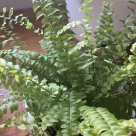 Photo of the plant species Austral Gem Fern by @GrownRadish10 named Keanu Leaves on Greg, the plant care app
