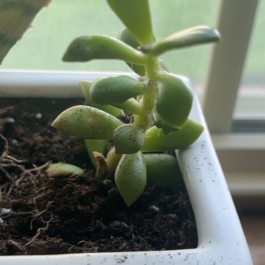 Photo of the plant species Mimicry Plant by @GrownRadish10 named Selena on Greg, the plant care app