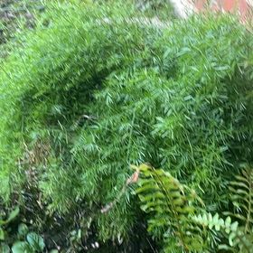Photo of the plant species Fern by @GrownRadish10 named Archibald on Greg, the plant care app