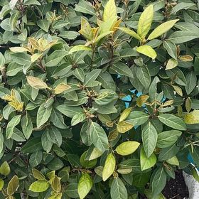 Photo of the plant species Laurustinus by @NotableBorage12 named Madonna on Greg, the plant care app