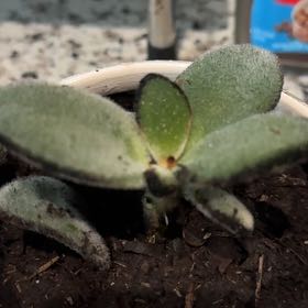 Photo of the plant species Black Tie Panda Plant by @StockyBlinks59 named Marley on Greg, the plant care app