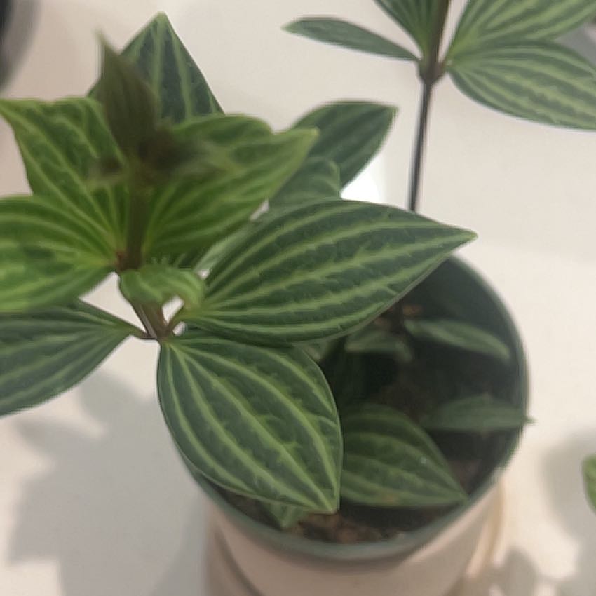 Photo of the plant species Stilt Peperomia by @SilkenSalal73 named ChloroPhil on Greg, the plant care app