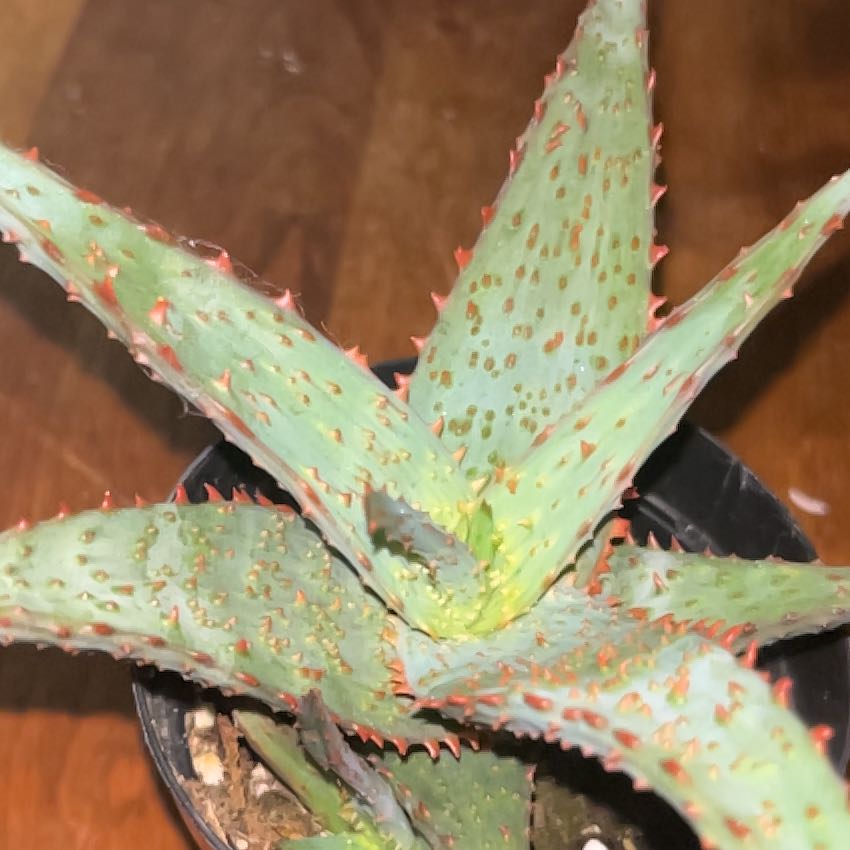 Photo of the plant species Aloe 'AJR' by @GlowingBeech50 named aloe hoe on Greg, the plant care app