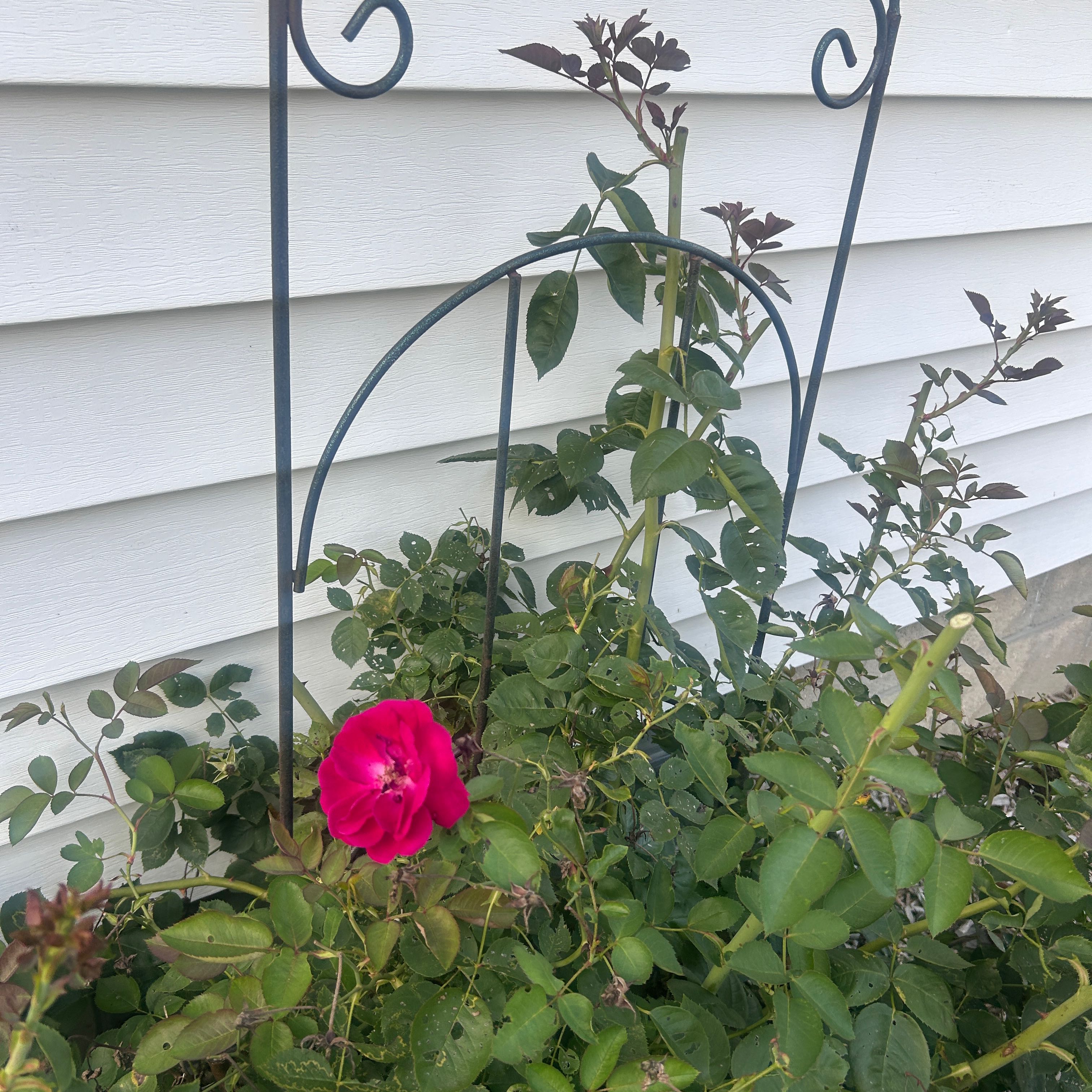 Photo of the plant species Rosa 'Hanne' by @SharpBeans48 named Planty on Greg, the plant care app