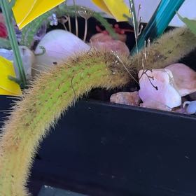 Photo of the plant species Rat Tail by @RulerKonjac57 named Kobe on Greg, the plant care app