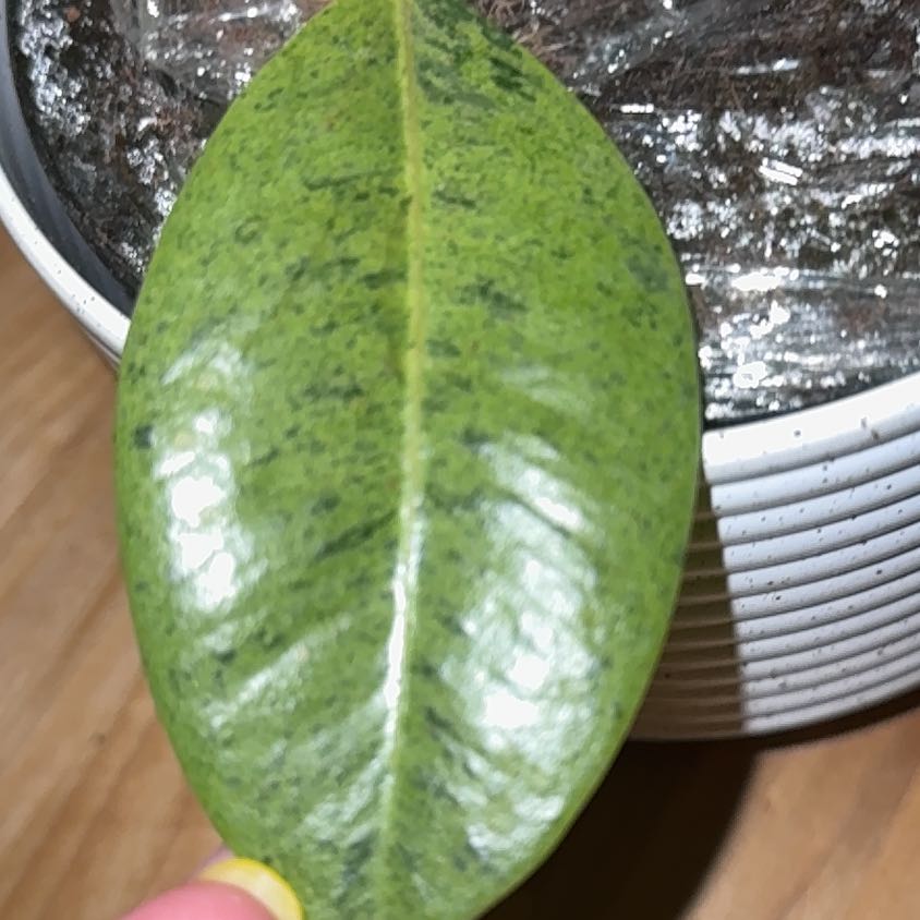 Photo of the plant species Ficus Macrophylla by @YummyAirplant31 named Orlando Bloom on Greg, the plant care app