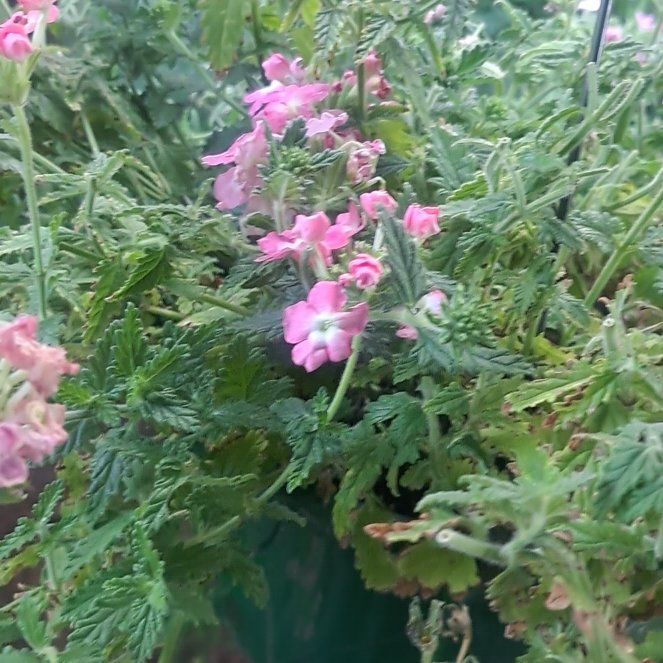 Photo of the plant species Rhododendron 'Cherry Kiss' by @SlinkyLilac80 named Stella on Greg, the plant care app