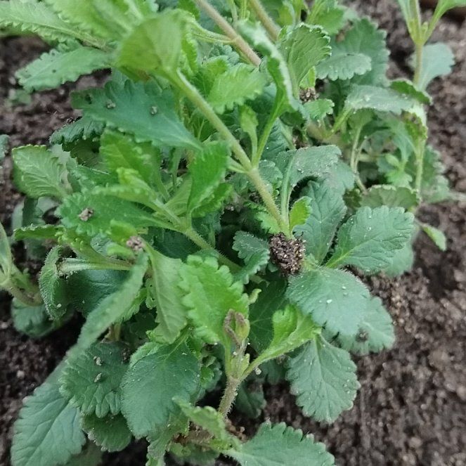 Photo of the plant species Bachelor's Button by @JuicyRedrose84 named Captain Plant-it on Greg, the plant care app