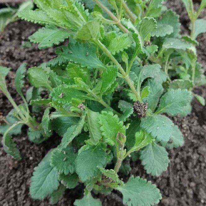 Photo of the plant species Bachelor's Button by @JuicyRedrose84 named Mollie on Greg, the plant care app