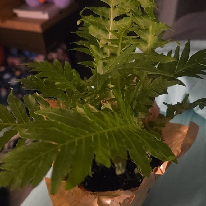 Photo of the plant species Southern Polypody by @RootedEndive17 named Susan on Greg, the plant care app