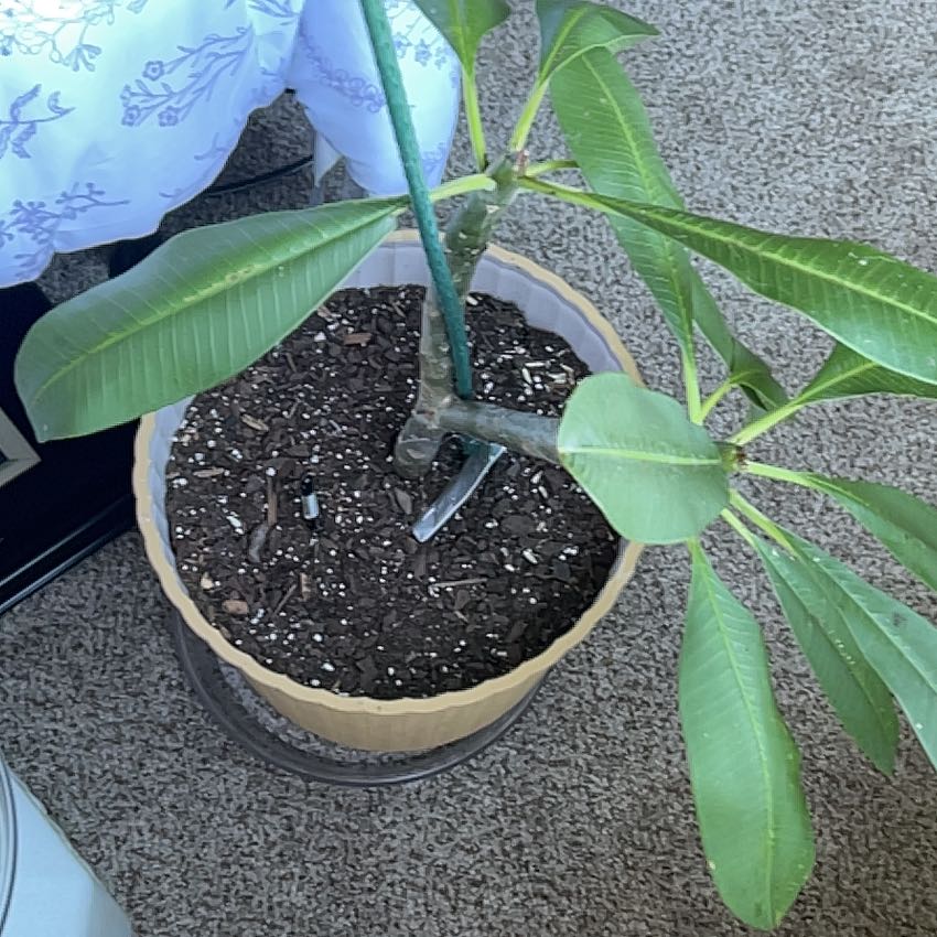 Photo of the plant species Aztec gold plumeria by @sweetgemstone named Wall-E on Greg, the plant care app