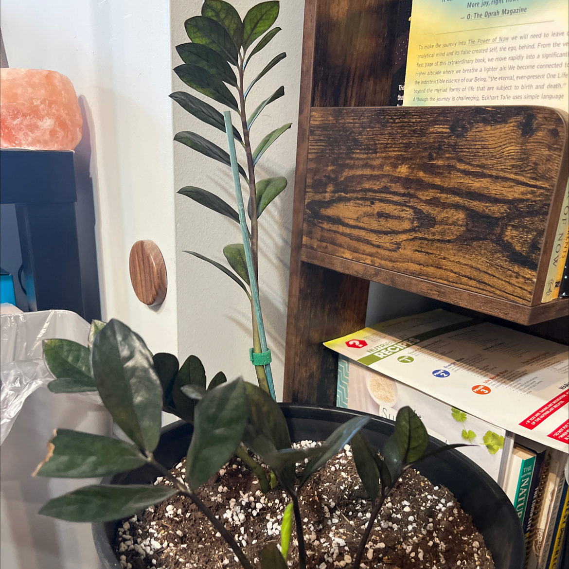 Photo of the plant species Zz Supernova by @sweetgemstone named Keanu Leaves on Greg, the plant care app