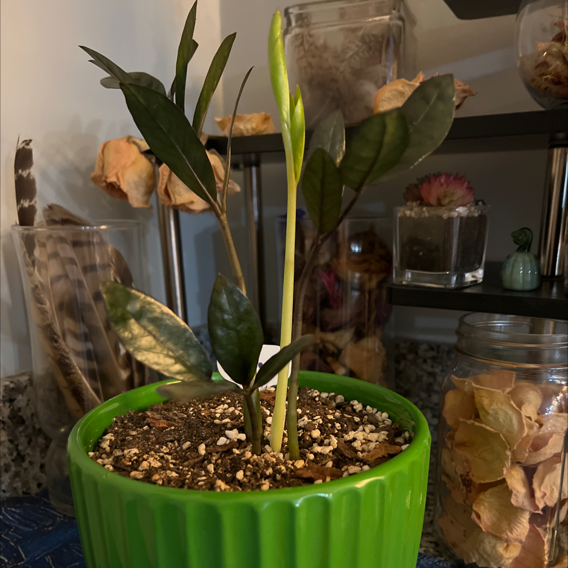 Photo of the plant species Zz Supernova by @sweetgemstone named Surya on Greg, the plant care app
