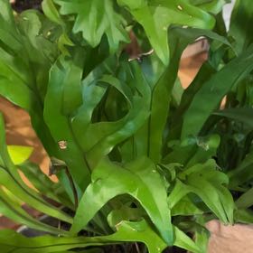 Photo of the plant species Green Flame Fern by @LushMistystar60 named Darwin on Greg, the plant care app