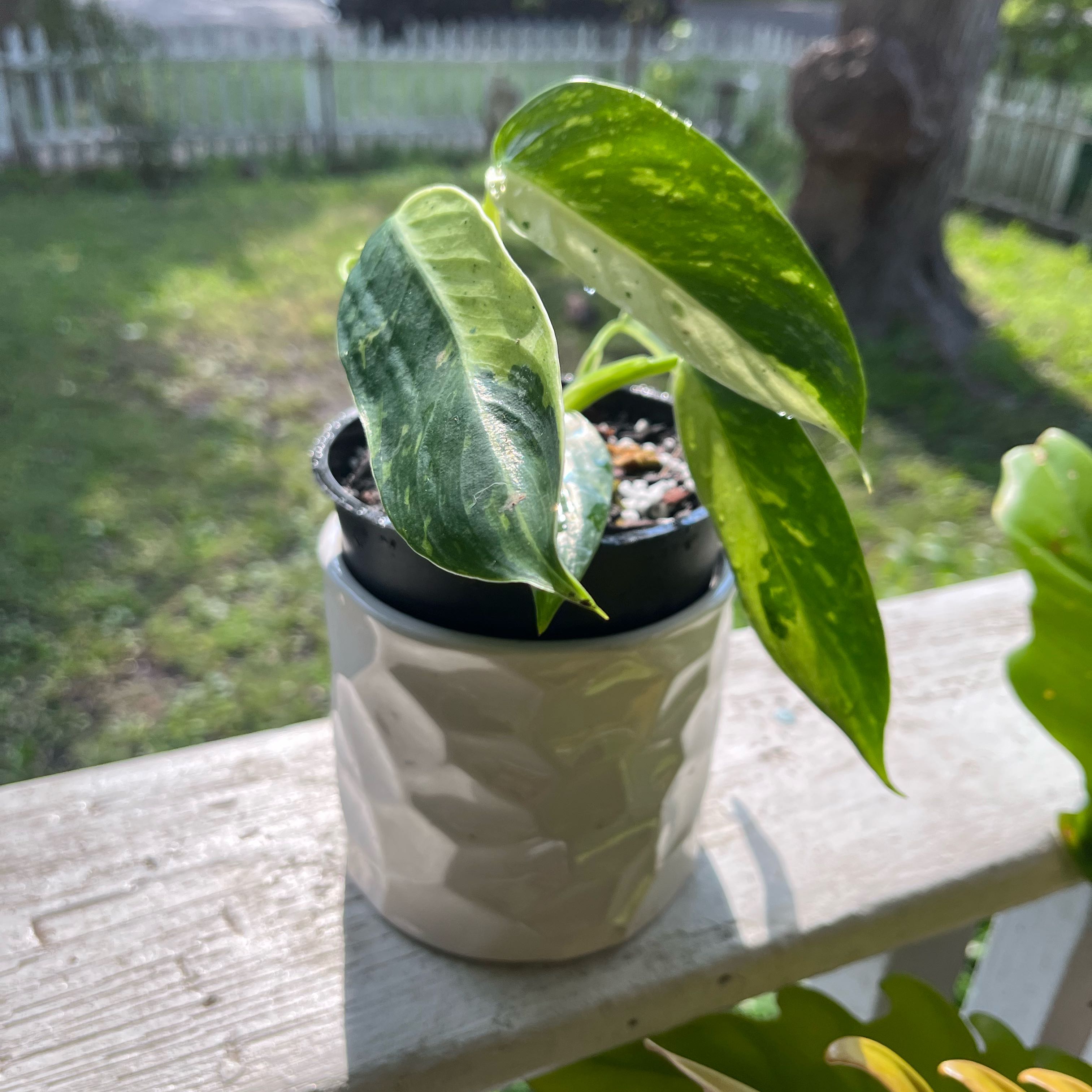 Photo of the plant species Philodenron Jose Buono by @ProRainbow98 named Sir Plancelot on Greg, the plant care app