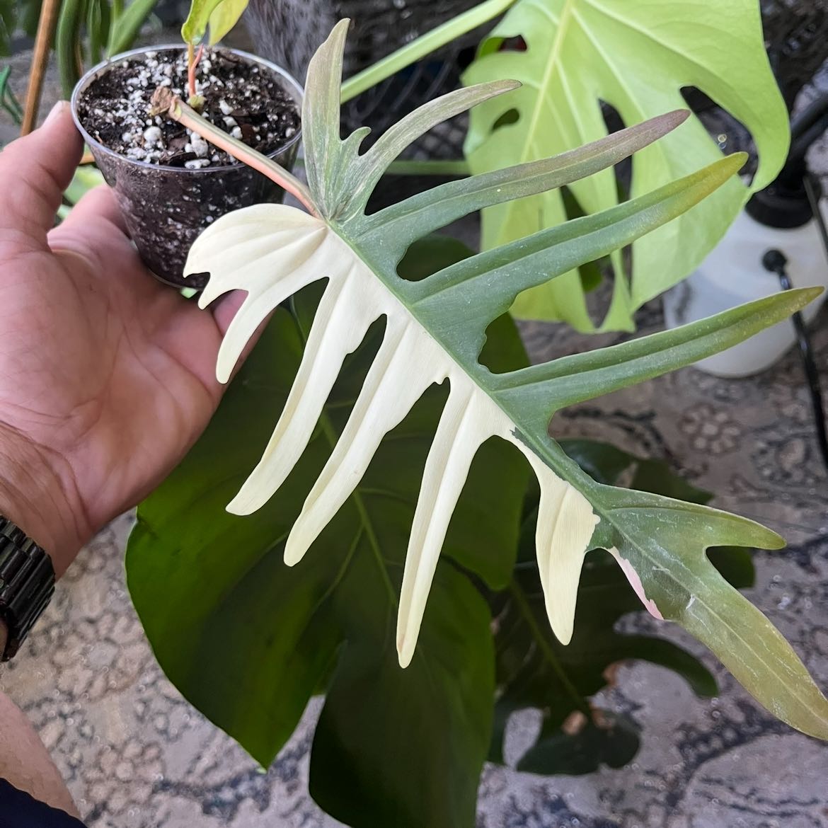 Photo of the plant species Florida beauty x Tortum by @ProRainbow98 named Keanu Leaves on Greg, the plant care app