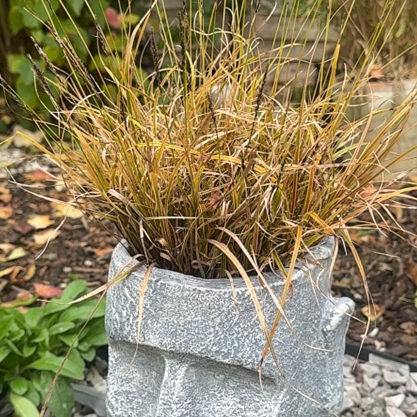 Photo of the plant species Bulbous Bluegrass by @SirCardoon89 named Terra on Greg, the plant care app