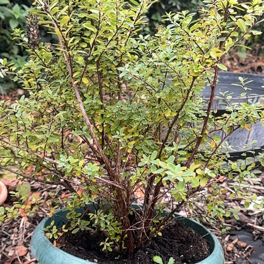 Photo of the plant species Evergreen Huckleberry by @SirCardoon89 named Leonardo on Greg, the plant care app