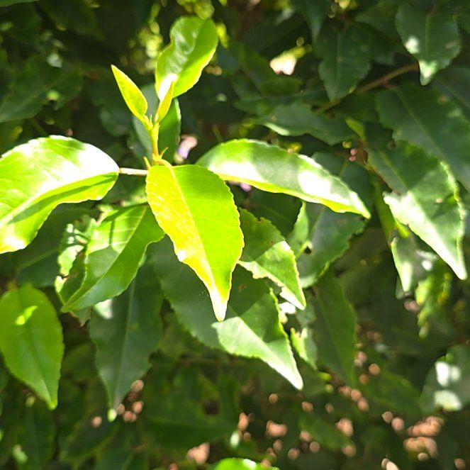 Photo of the plant species Portugal Laurel by @HandyWolflichen named Mando on Greg, the plant care app