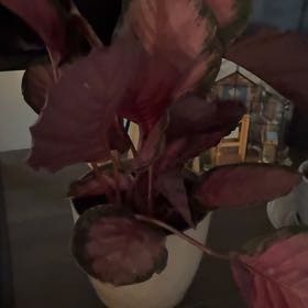 Photo of the plant species Calathea 'Pink Star' by @DanielleRori81 named Darwin on Greg, the plant care app