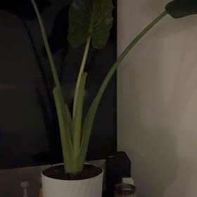Photo of the plant species Elephant Ear by @DanielleRori81 named Treeyoncé on Greg, the plant care app