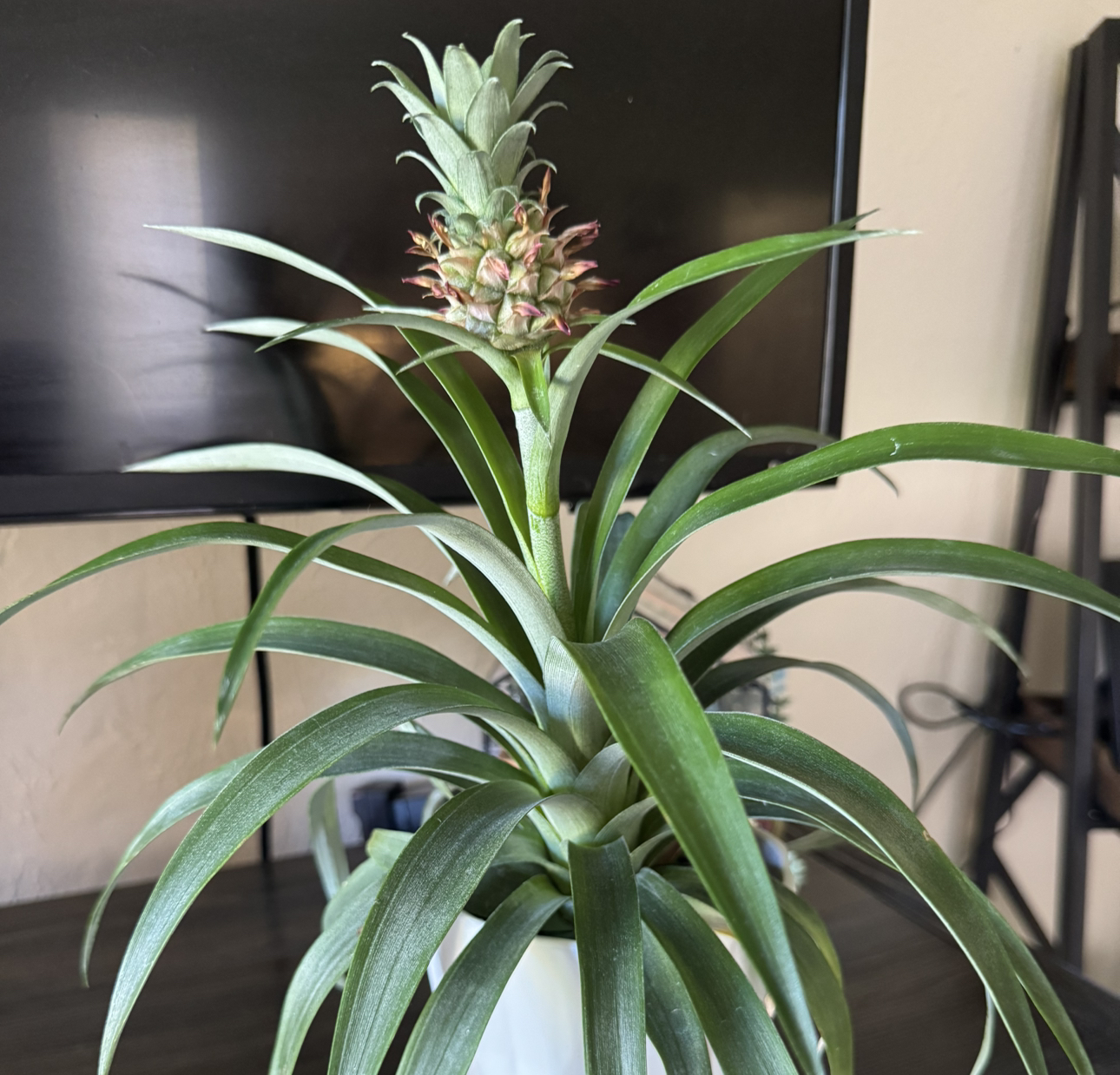 Photo of the plant species Pineapple by @DanielleRori81 named Marilyn on Greg, the plant care app