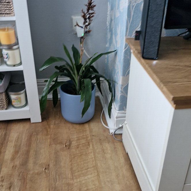 Photo of the plant species Blue Rain Bromeliad by @DearWinika88 named Terra on Greg, the plant care app