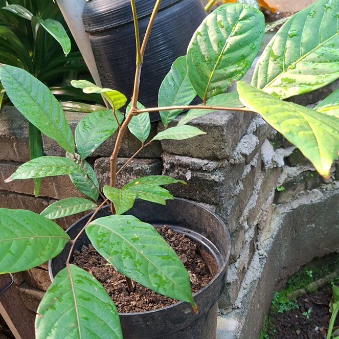 Photo of the plant species Rambutan by @NiftyBilberry82 named Aristotle on Greg, the plant care app