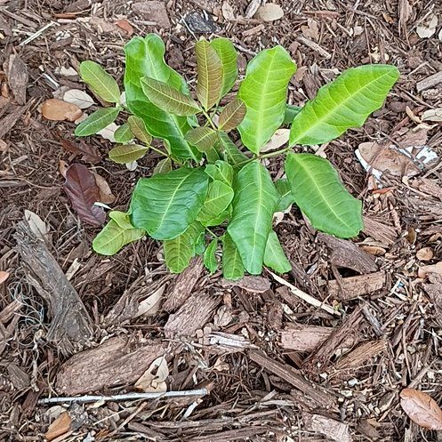 Photo of the plant species Carrotwood by @NoblyCatmint40 named Captain Plant-it on Greg, the plant care app