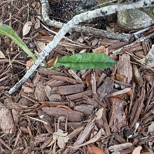 Photo of the plant species African Spotted Orchid by @NoblyCatmint40 named Osmo on Greg, the plant care app