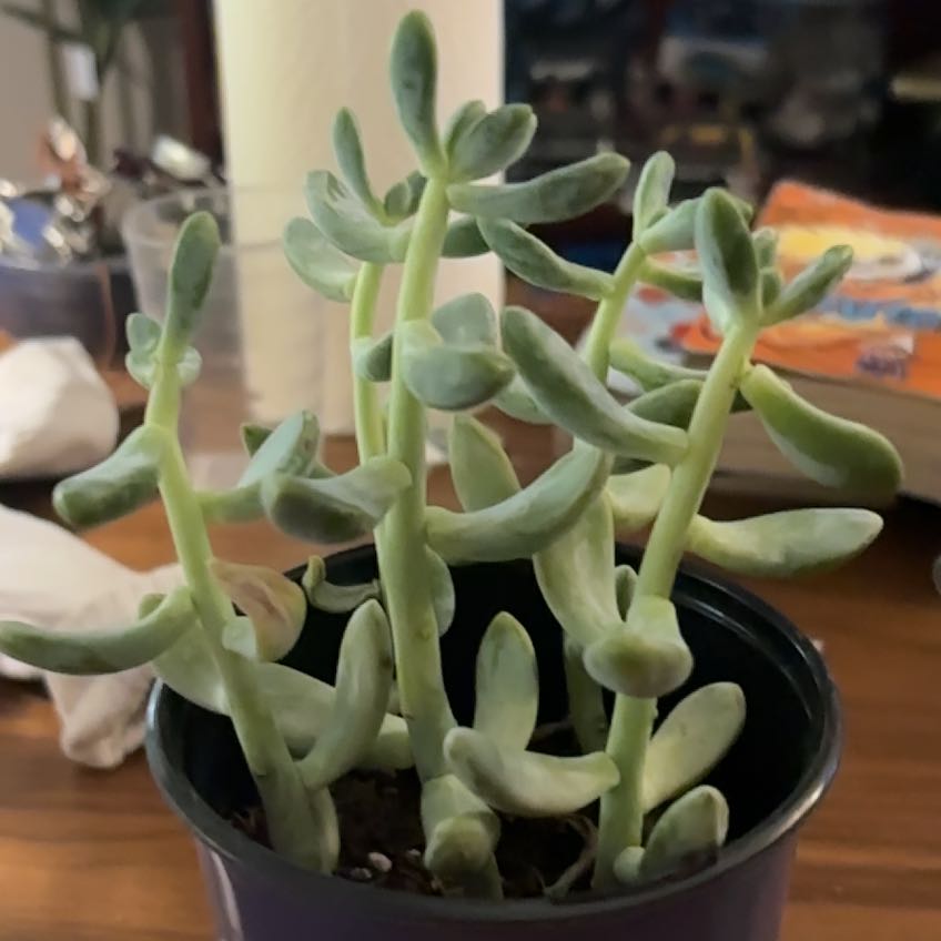 Photo of the plant species Graptosedum 'Blue Giant' by @DeanAgave40 named Sparkles on Greg, the plant care app