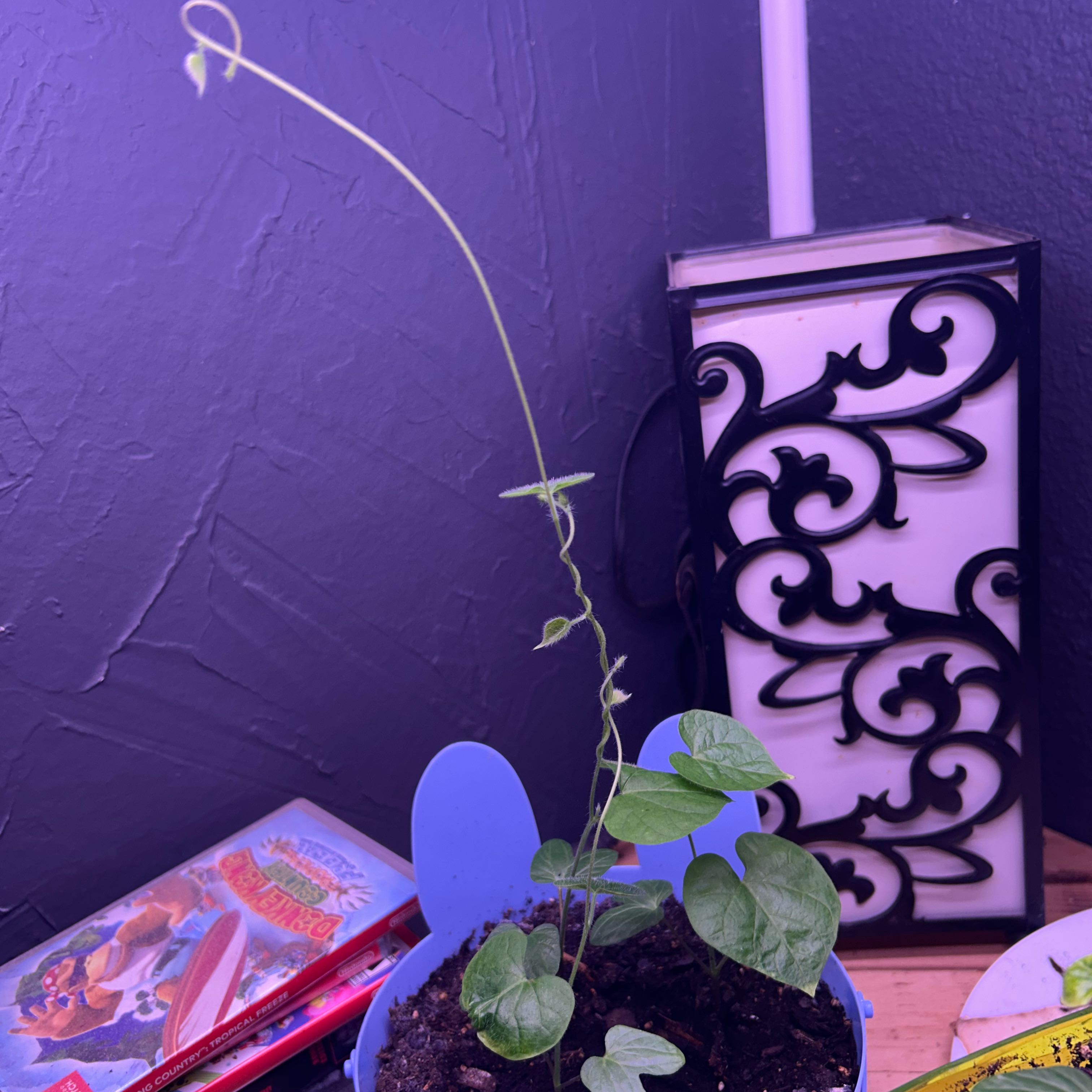 Photo of the plant species Paintedtongue by @StarryOlneya51 named Firstly on Greg, the plant care app