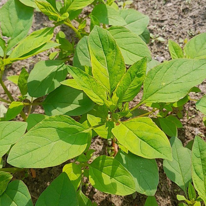 Photo of the plant species Alpine Honeysuckle by @WorldlyJade77 named Ulysses S Plant on Greg, the plant care app