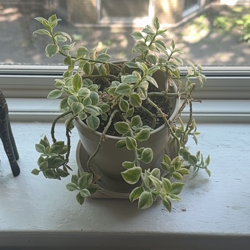 Photo of the plant species Mezoo Trailing Red by @CorneliasFarm2B named Miso on Greg, the plant care app