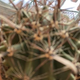 Photo of the plant species Common Fishhook Cactus by @PetNoblefir37 named Rihanna on Greg, the plant care app