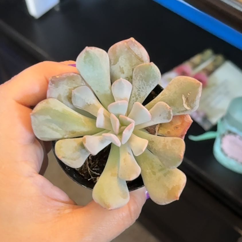 Photo of the plant species Echeveria by @GodlyKonjac7 named Frosty on Greg, the plant care app