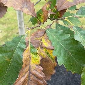 Photo of the plant species Chinkapin Oak by @YernPlanty2 named Lola on Greg, the plant care app