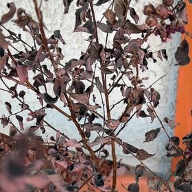 Photo of the plant species Garden Orache by @DrivenCarrot12 named Rihanna on Greg, the plant care app