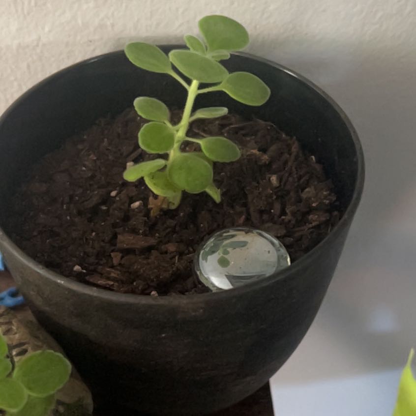 Photo of the plant species Vicks Plant by @HooraySedum4 named Beyonce on Greg, the plant care app