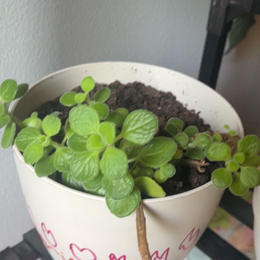 Photo of the plant species Vicks Plant by @HooraySedum4 named Clooney on Greg, the plant care app